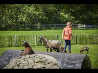 Jongetje bij de dierenweide
